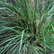 Haitian Vetiver Oil