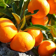 Mandarin Oil